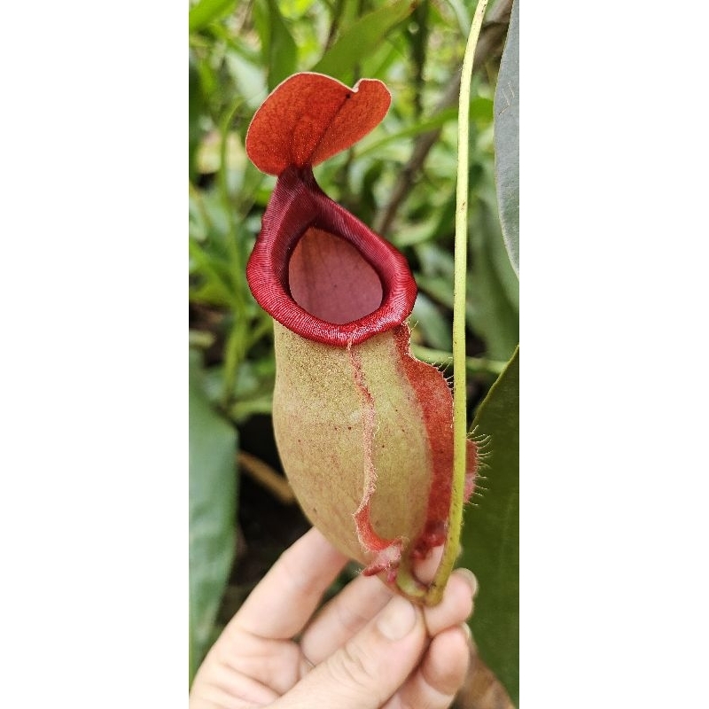 Jual giant tiger code 8510 x (viking x ampullaria) Shopee Indonesia