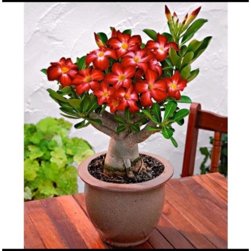 Jual PROMO 10.10!!TANAMAN HIAS ADENIUM KAMBOJA JEPANG ROSE MAROON ...