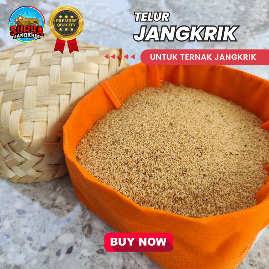 Jual Promo Telur Jangkrik Jenis Alam Kemasan 1 Kg Untuk Budidaya