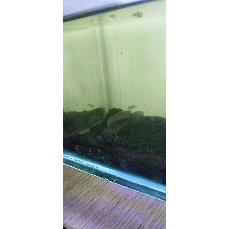 Jual cana andrao uk 7-8 cm josjis | Shopee Indonesia