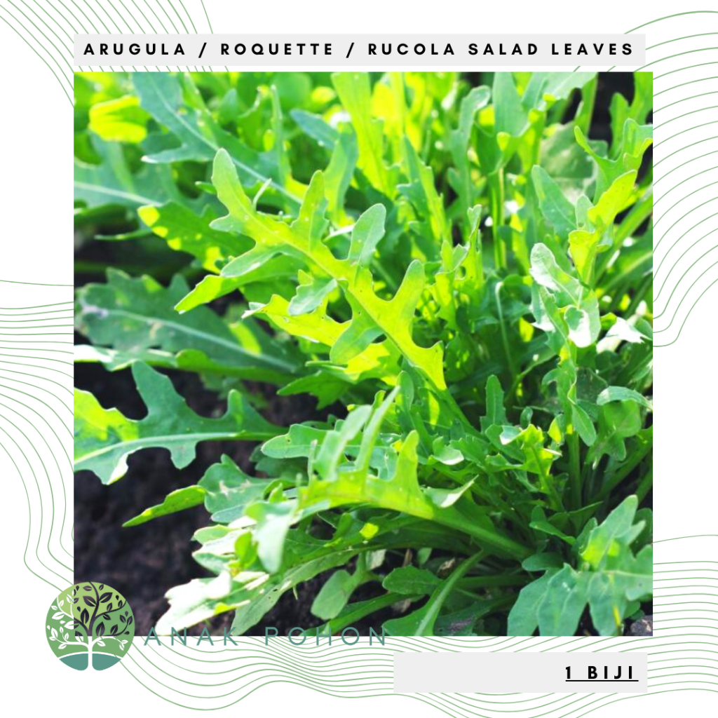 Jual Benih Bibit Biji - Arugula Roquette Rocket Rucola Salad Leaves ...