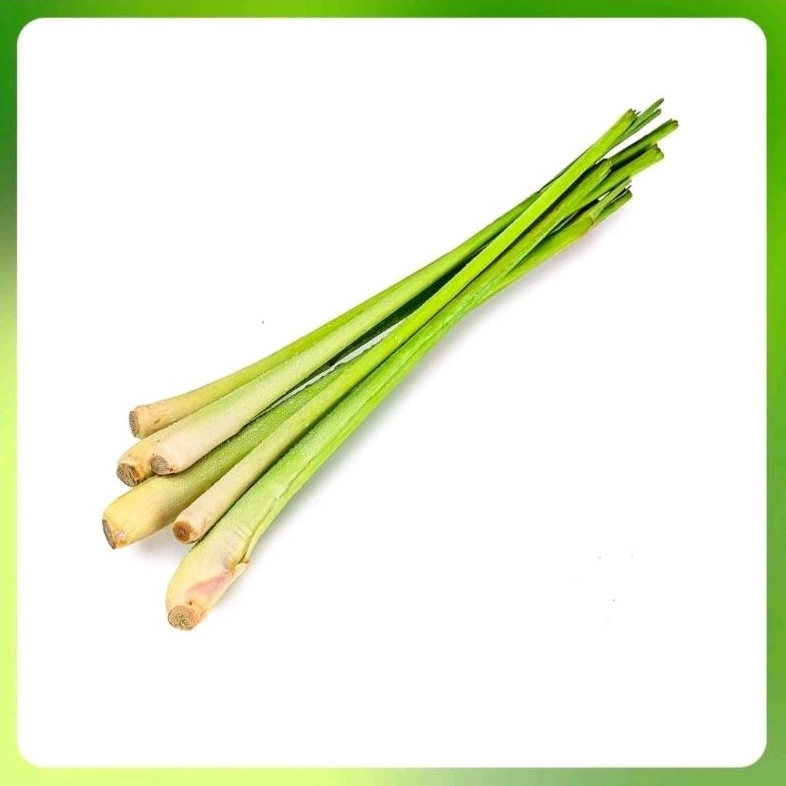 Jual Sere Segar Fresh Sereh Serei Lemongrass Batang Serai Sayur Herbs