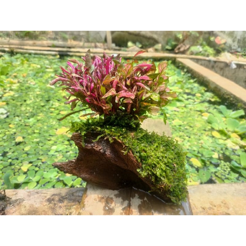 Jual kayu rentek full Moss + tanaman aquascape | Shopee Indonesia