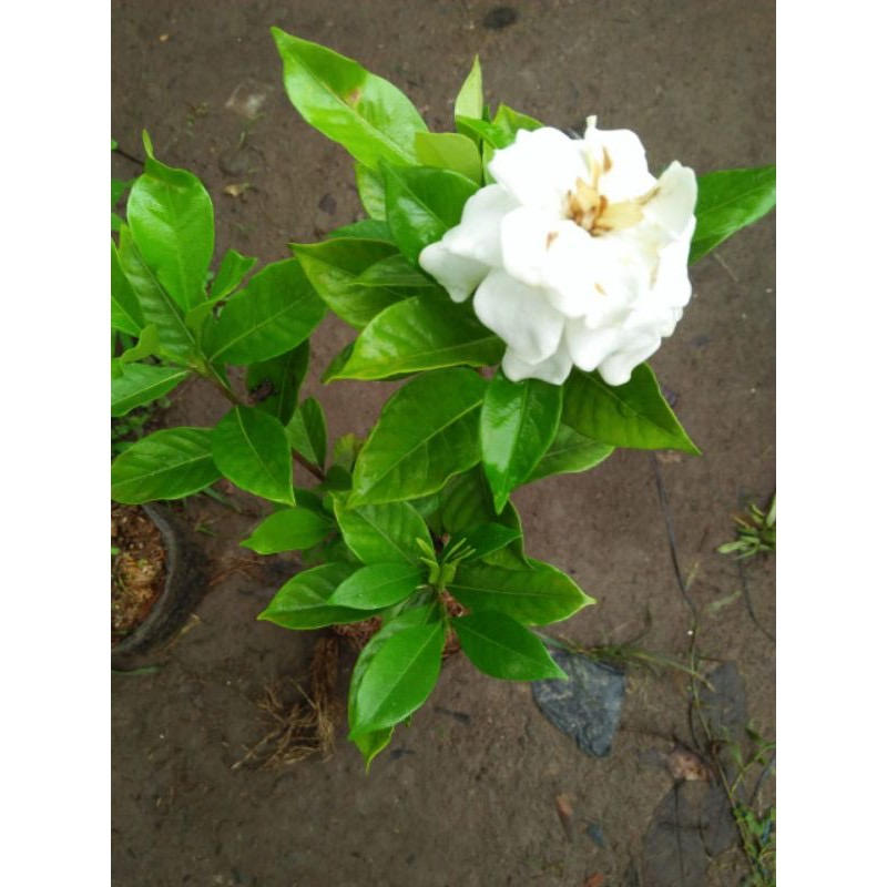 Jual Tanaman Bunga Gardenia Jasminoides. | Shopee Indonesia