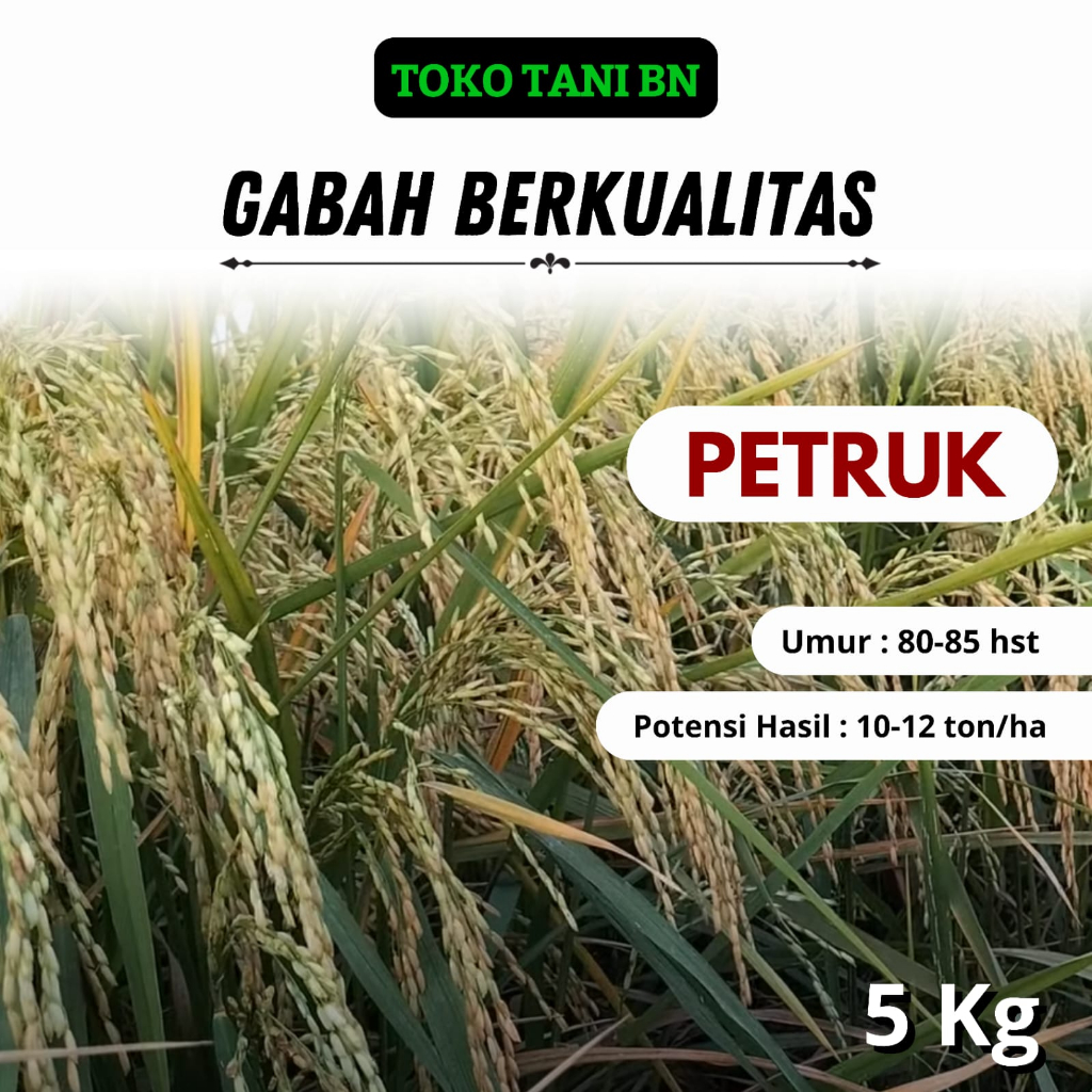 Jual Benih Padi PETRUK 5KG UMUR GENJAH Padi Unggul | Shopee Indonesia