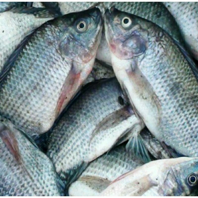 Jual Ikan Mujair Ikan Nila Hidup Segar Shopee Indonesia