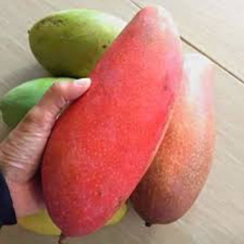 Jual Bibit Mangga Red Ivory Valid Rimbun Shopee Indonesia 