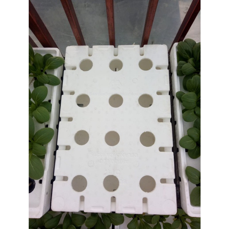 Jual STEREOFOAM BOX ANGGUR MEDIA TANAM HIDROPONIK DENGAN ALAS ATAU