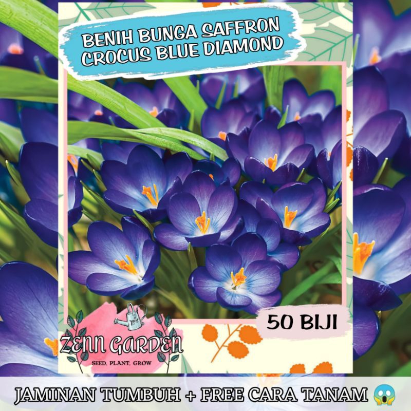 Jual REFA (50 Butir) Benih Bunga Saffron Blue Diamond PREMIUM SEED