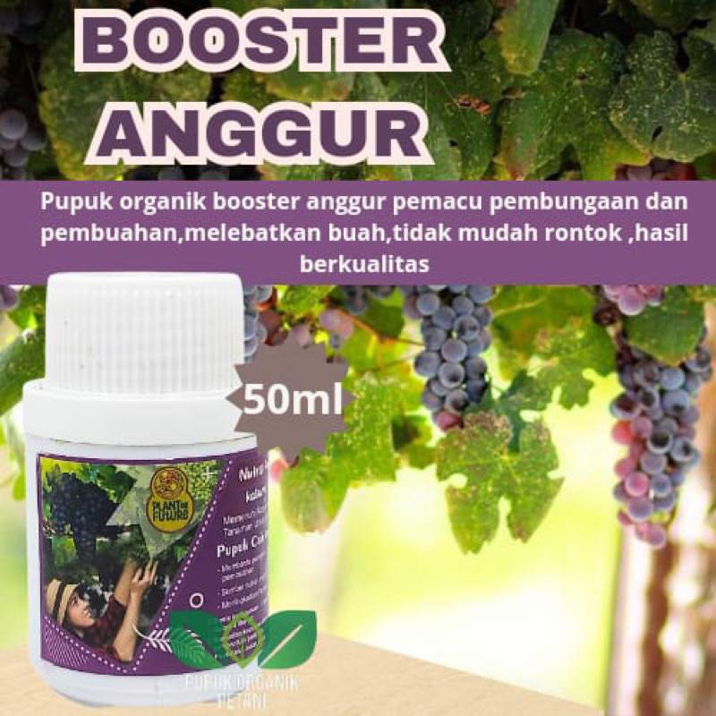 Jual Pupuk booster penyubur anggur pemacu pembungaan dan pembuahan ...