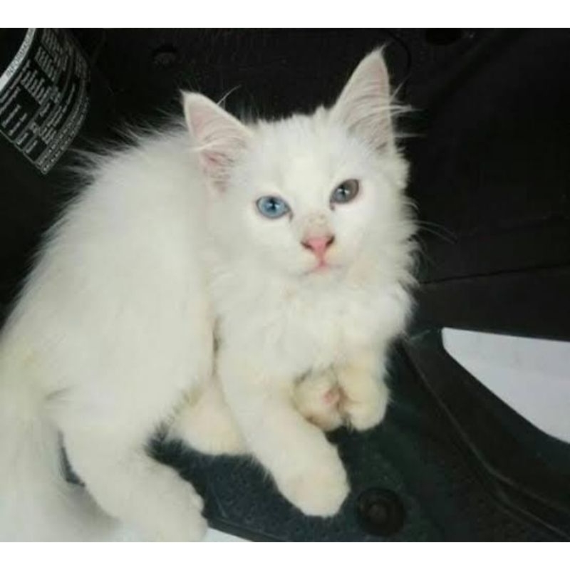 Jual Kucing Odd Eye Terlengkap & Harga Terbaru Juli 2026 | Shopee Indonesia