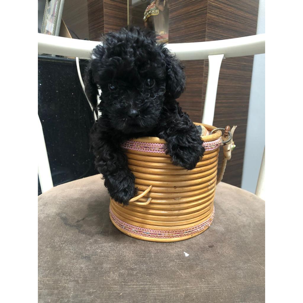 Harga store teacup poodle