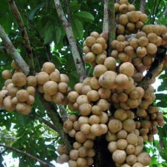 Bibit Benih Buah Duku (1 Butir)