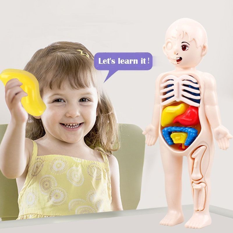 Jual Mainan Edukasi Organ Tubuh Manusia Human Body Model STEM IPA ...