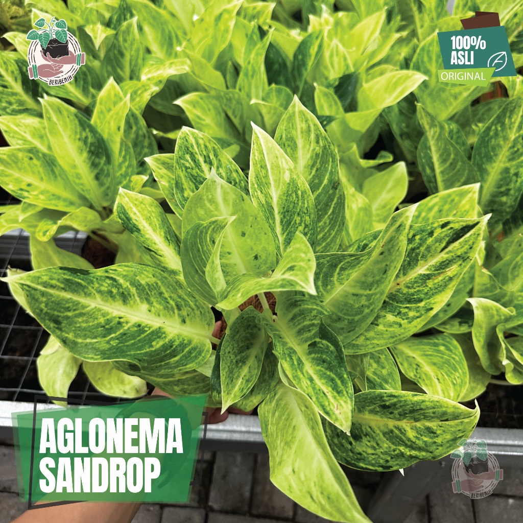 Jual Aglonema SanDrop Sundrop Tanaman Hias Bunga Hijau Akar Por Sehat ...