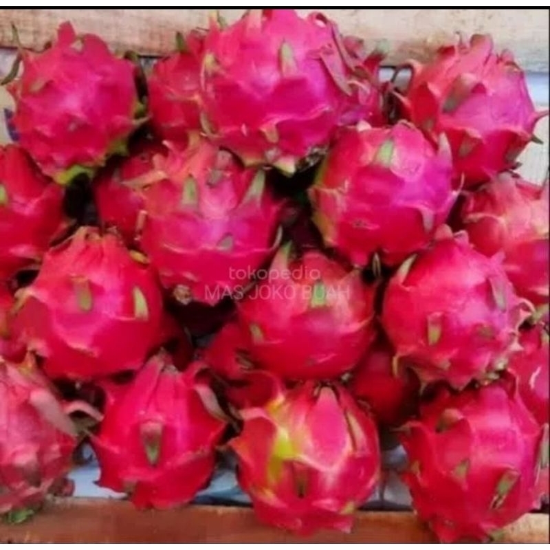 Jual buah naga merah ukuran 900g -1.000 g | Shopee Indonesia