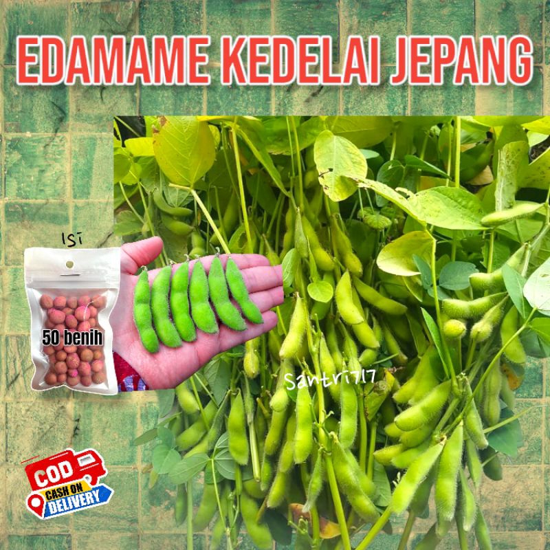 Jual 50 Biji - benih kedelai edamame ryoko kedelai Jepang | Shopee ...