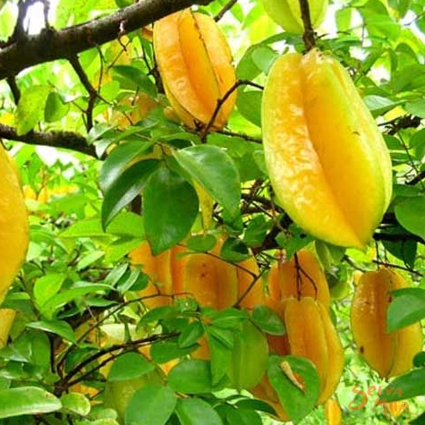 Tanaman Buah Belimbing,Pohon Buah Belimbing Uk 60-90 cm