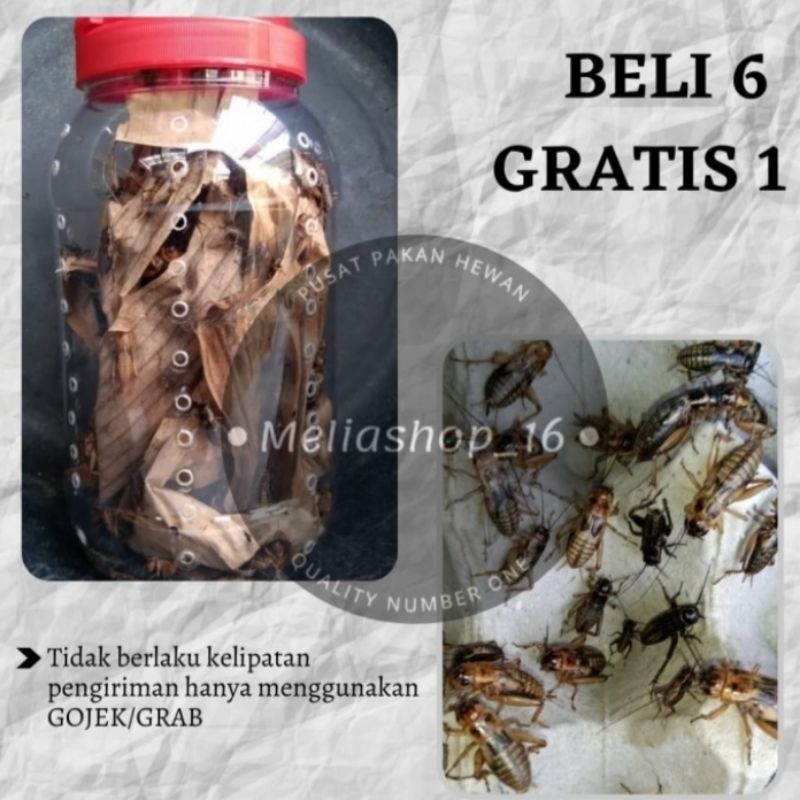 Jual Jangkrik Ternak Pakan Ikan Predator, Pakan Burung | Shopee Indonesia