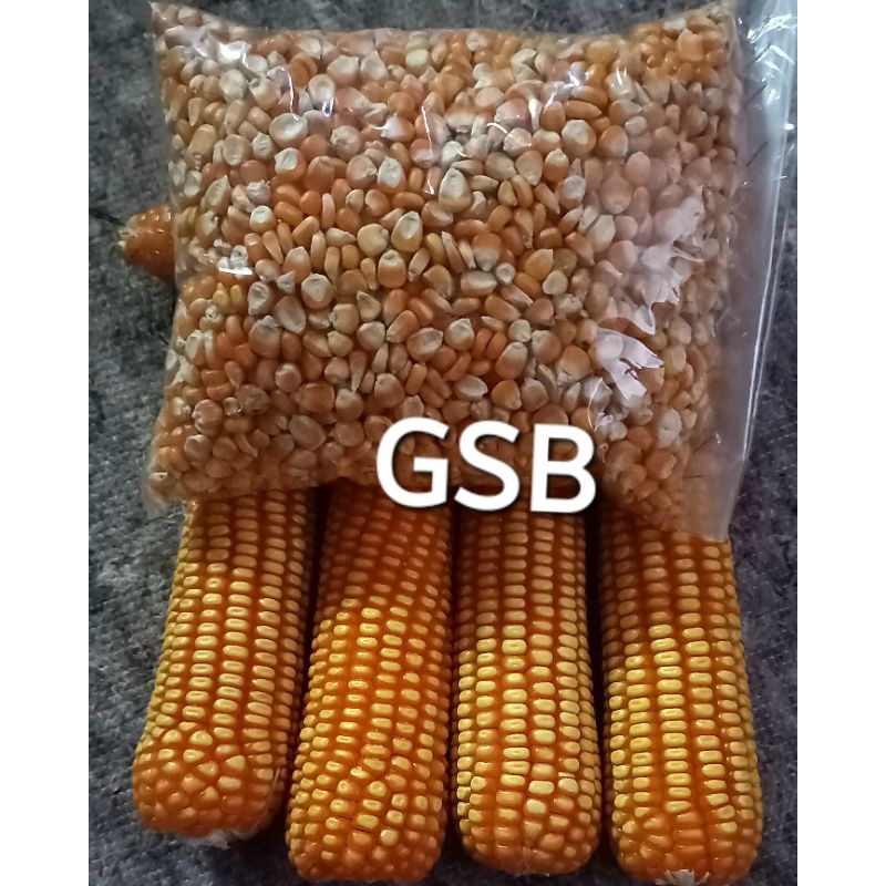 Jual Jual Benih Jagung Unggul Pilihan Kg Shopee Indonesia