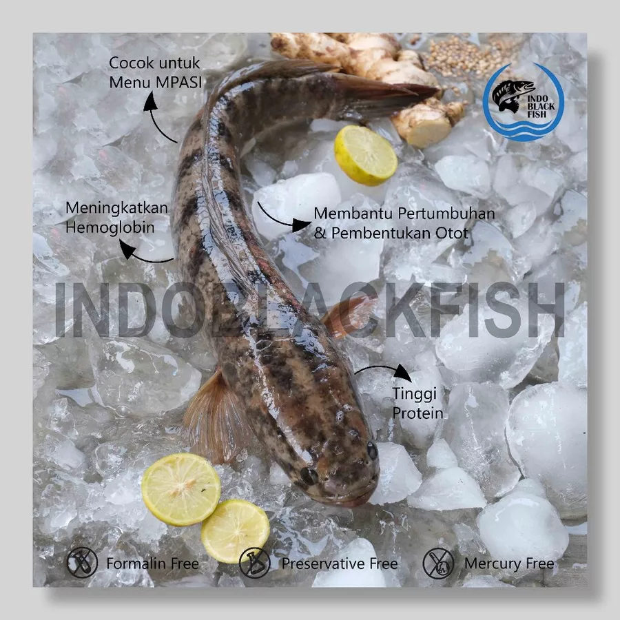 Pengepul Ikan Gabus Segar Surabaya