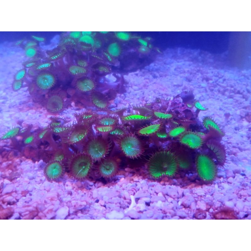 Jual Polip kancing hijau / Button Polyp / Palythoa / Air laut / Rumah ...