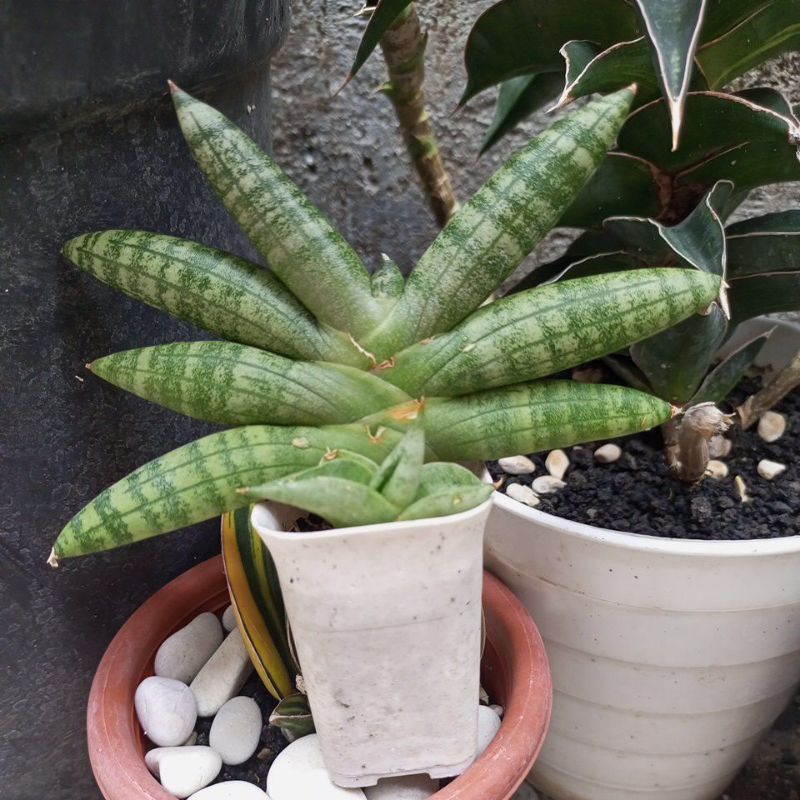 Jual sansevieria boncellensis sense boncel | Shopee Indonesia