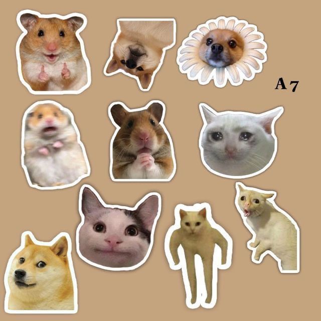 Jual Sticker Kuchinkkk kucing meme lucu | Shopee Indonesia