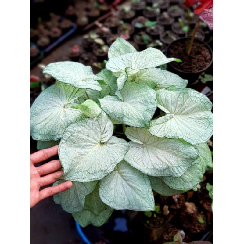 Jual White Jaguar Caladium Hias white jaguar Tanaman Hias Keladi Murah ...