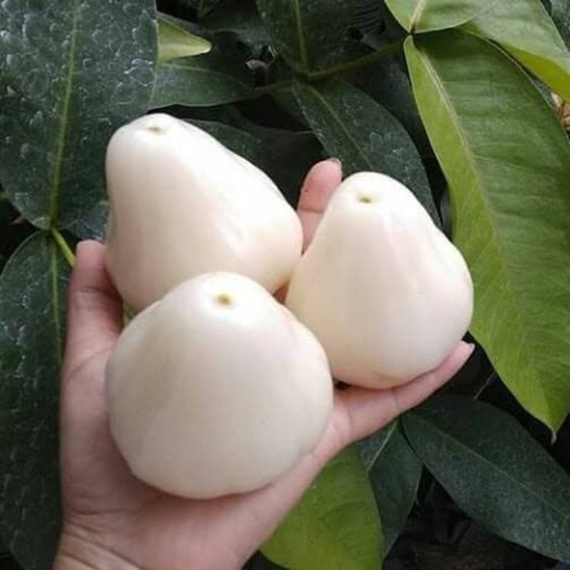Jual Bibit jambu air susu superr BELI 3 GRATIS 1 | Shopee Indonesia