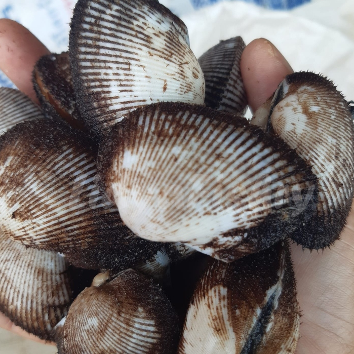 Jual Kerang Bulu 1Kg Kerang Bulu Segar Seafood Kerang Laut Segar ...
