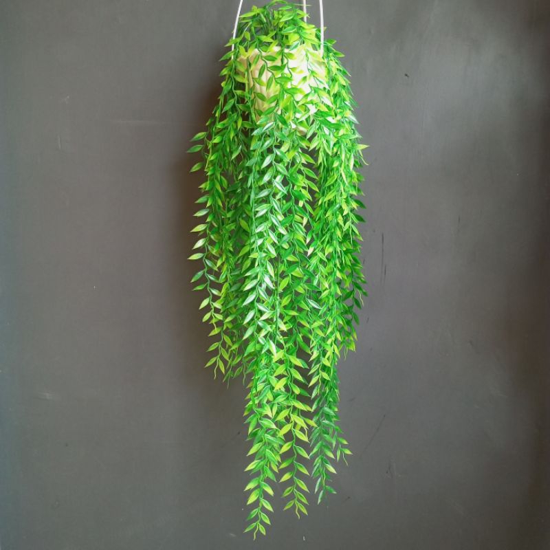 Jual DAUN RAMBAT RIMBUN DAUN JUNTAI GANTUNG | Shopee Indonesia