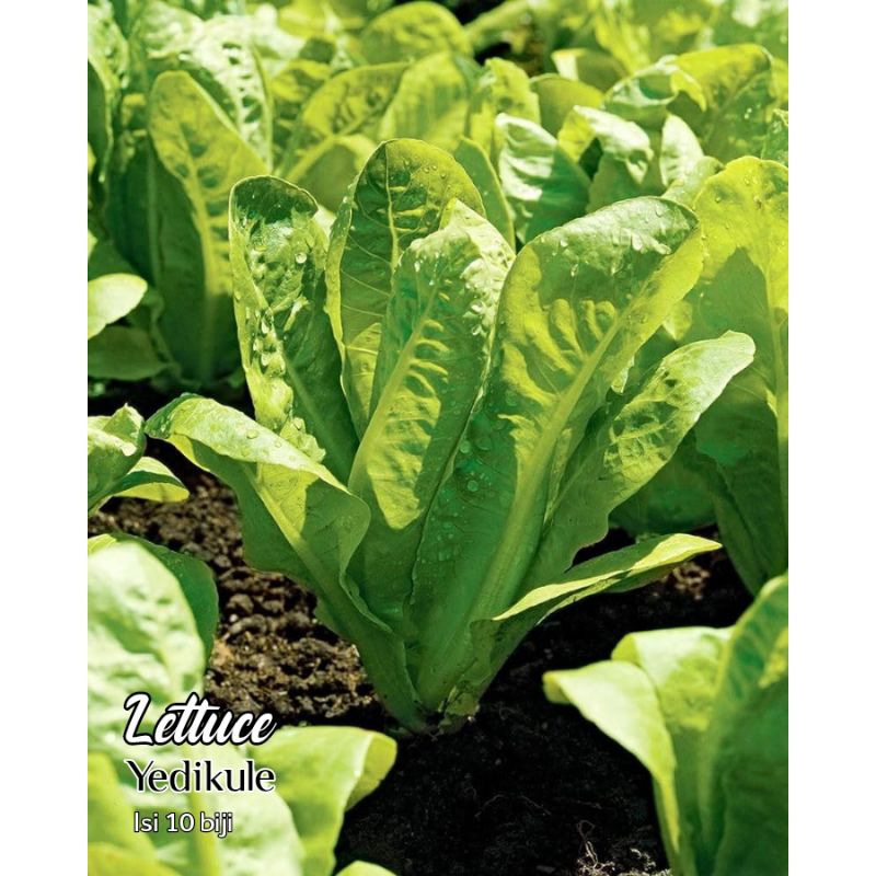 Jual selada lettuce yedikule benih heirloom seed Shopee Indonesia