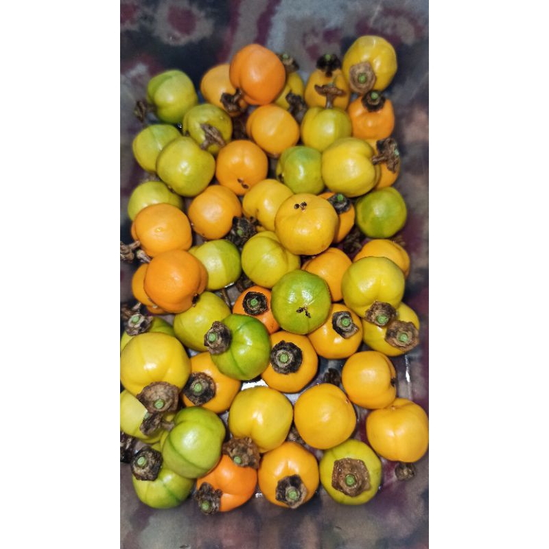 Jual RAMBUSA | Shopee Indonesia