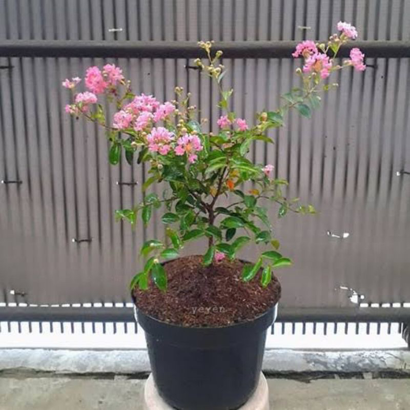 Jual Bisa Cod Promo Tanaman Hias Bunga Sakura Siap Berbunga Pohon