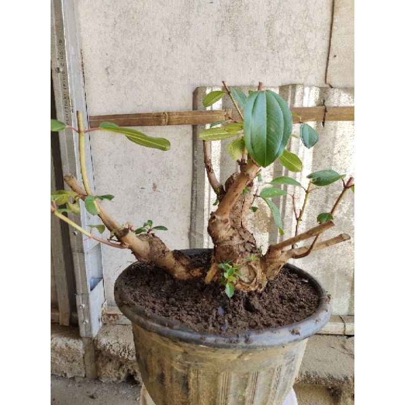 Jual bahan bonsai sengani sudah hidup realpic sesuai gambar berkarakter ...