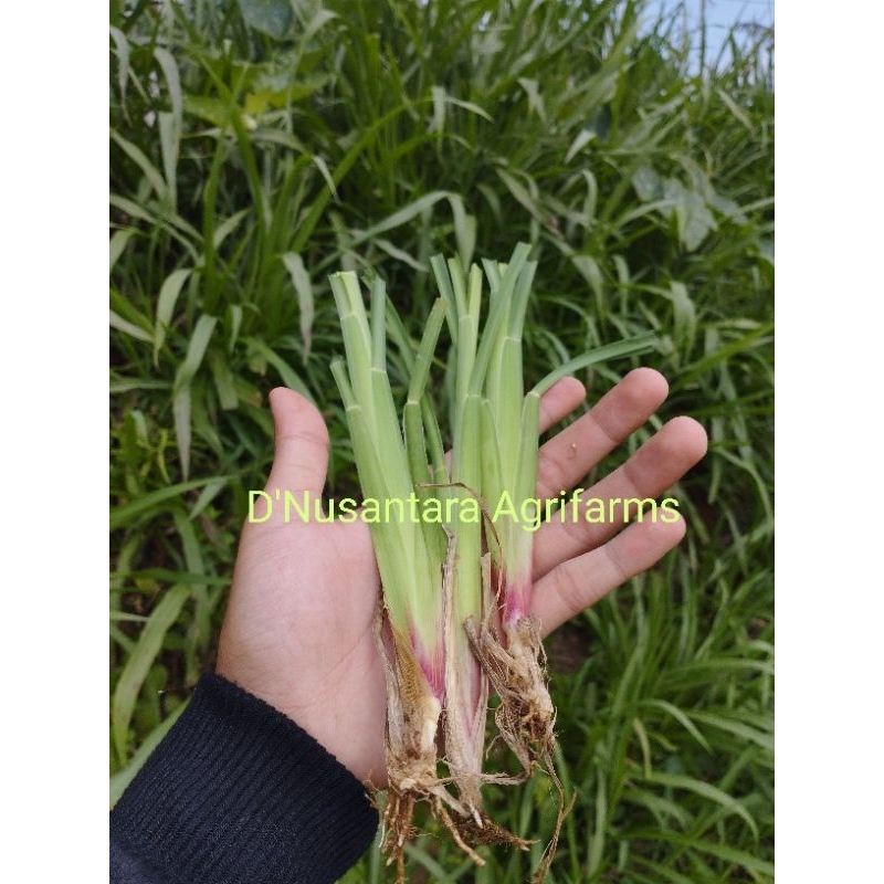Jual PROMO Bibit Rumput Setaria Per 30 Batang Pakan Ternak Bibit Rumput ...