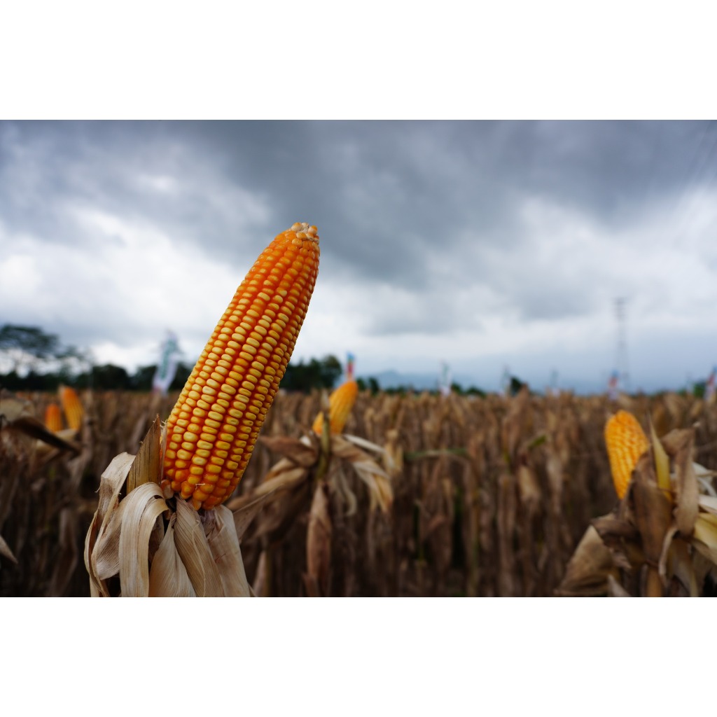 Jual ASA - BENIH JAGUNG PIPIL BOMBER ASA R101 - Isi 1 Kg 4200 Biji ...