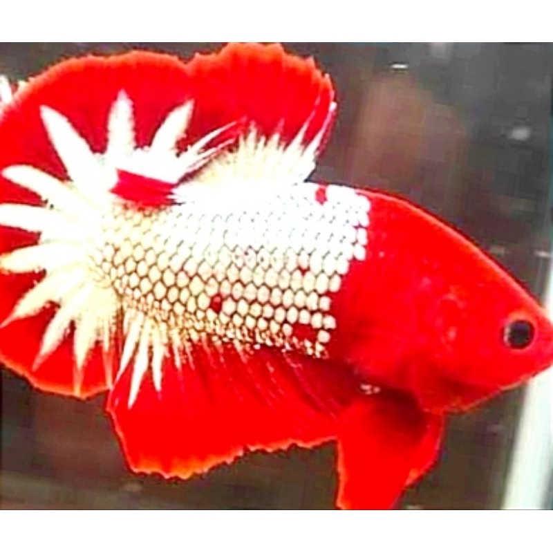 Jual Plakat Red fccp Hiasan Aquarium | Shopee Indonesia
