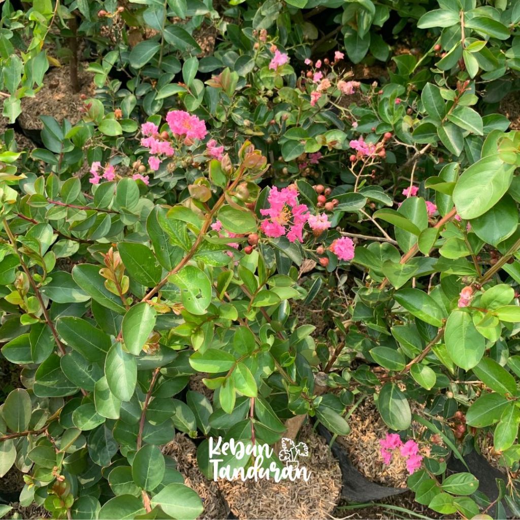 Jual Bibit Bunga Sakura Micro Pohon Hidup/ Malpighia Glabra | Shopee ...