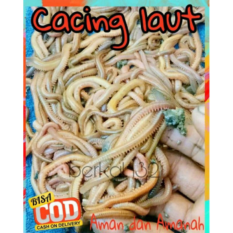 Jual Umpan Mancing Spesial Galatama Pancing Naga Laut Merah Lur