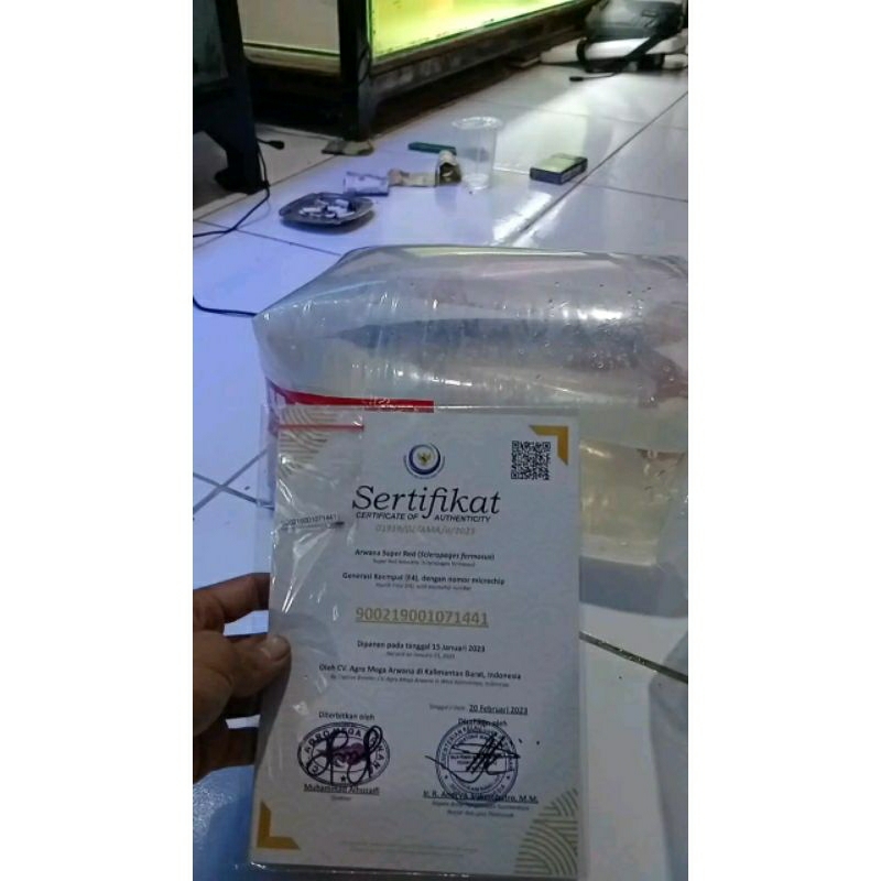 Jual arwana super red size 30cm | Shopee Indonesia