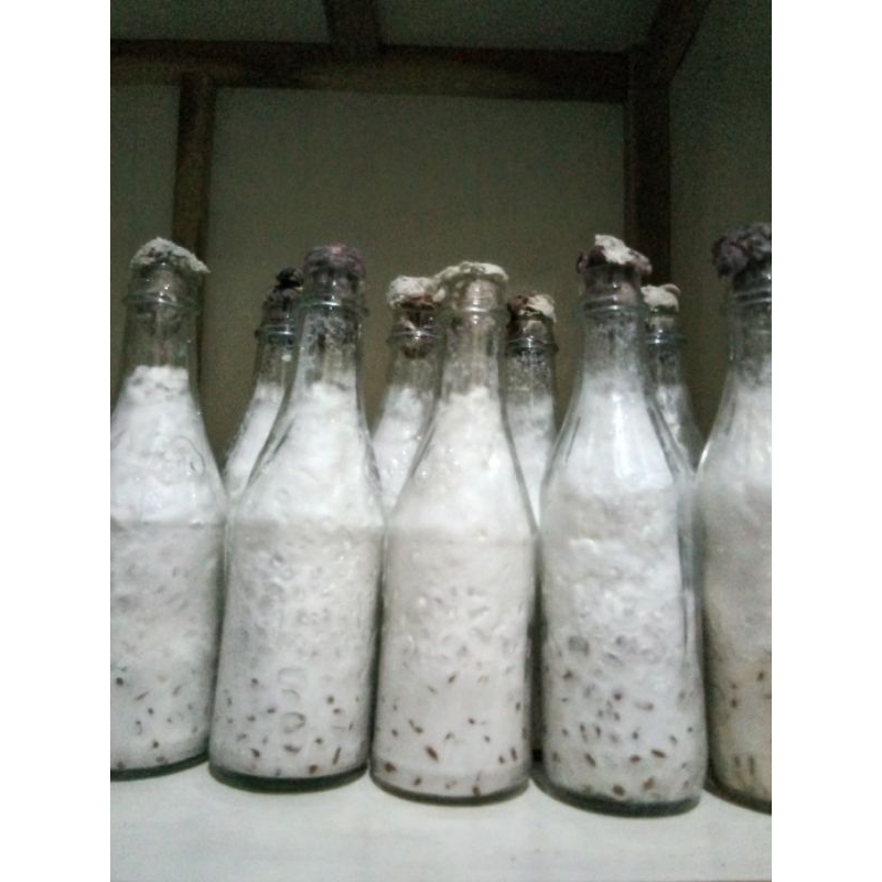 Jual Bibit F2 Jamur Tiram Putih Jenis Florida Media Jagung Utuh Kemasan ...