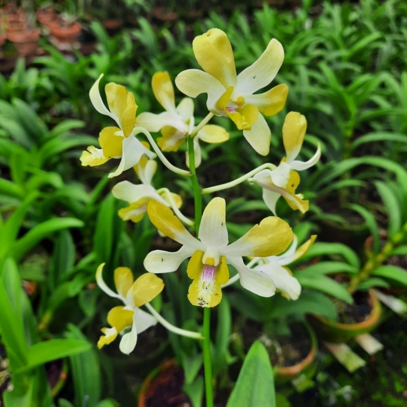 Jual Dendrobium Yellow #58 | Shopee Indonesia