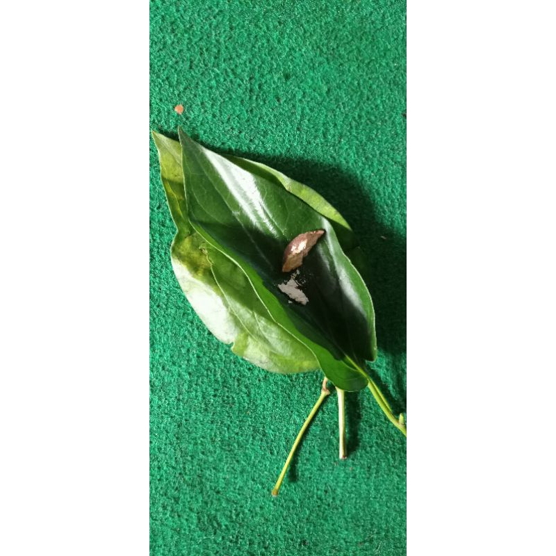Jual Kinang jawa asli/kinang(daun sirih, kapur putih/injet&gambir ...
