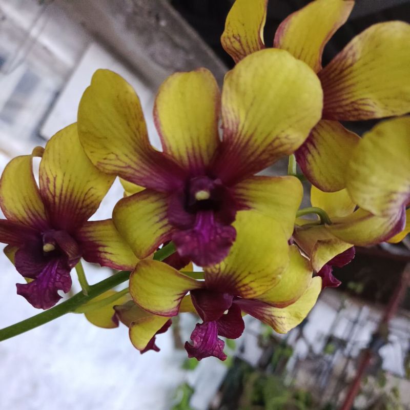 Jual Anggrek dendrobium kuning mix maroon | Shopee Indonesia