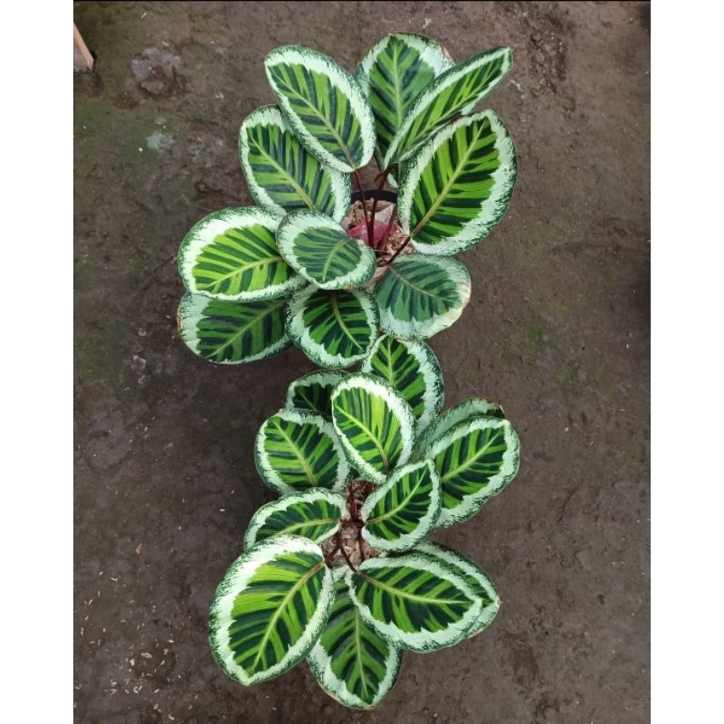 groe calathea kaufen Calathea orbifolia XXL-Gre kaufen