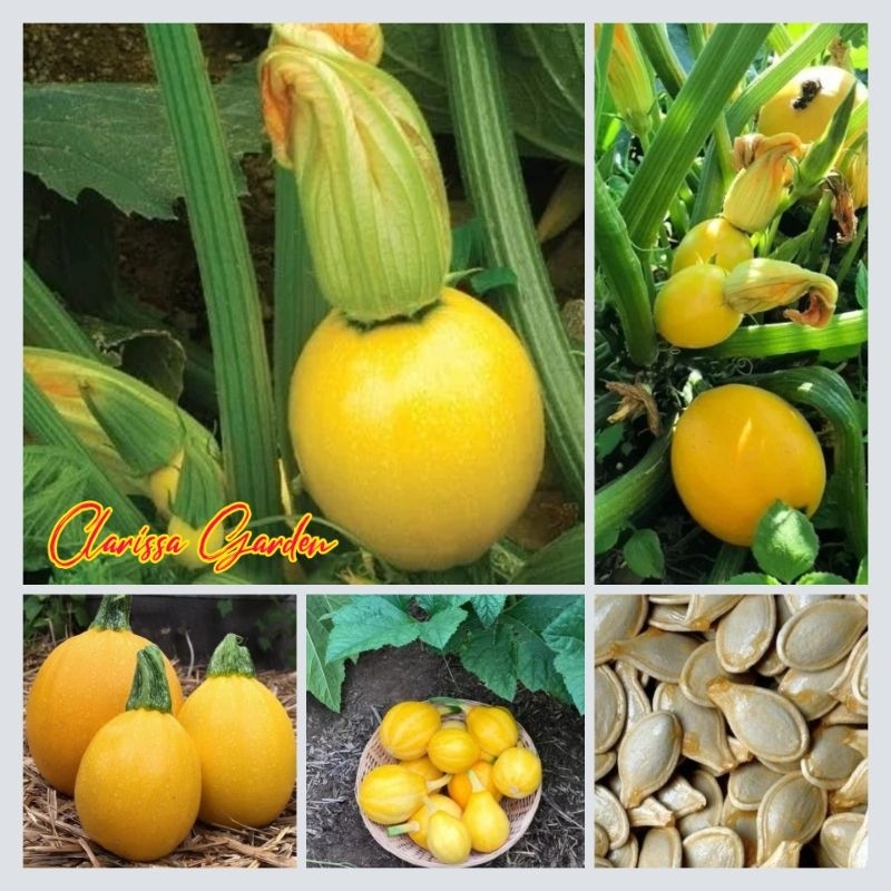 Jual 3 BUTIR BIJI/BENIH ZUCCHINI KUNING BULAT | Shopee Indonesia