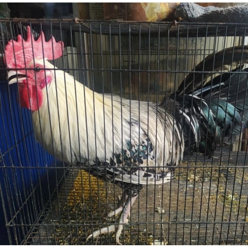 Jual Ayam Kampung Arab Dewasa Jantan Betina Bandung Shopee Indonesia