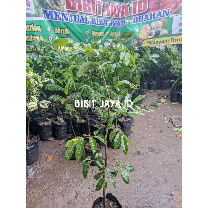 Jual Bibit Kelengkeng Matalada Ketinggian 1 Meter - Full Media | Shopee ...